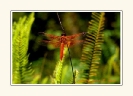 Dragonflies_7