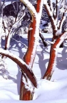 ice_on_snowgums